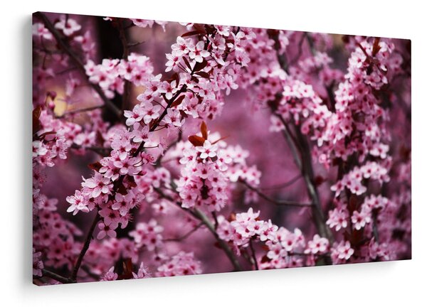 Obraz - Ružová sakura (90x60 cm)