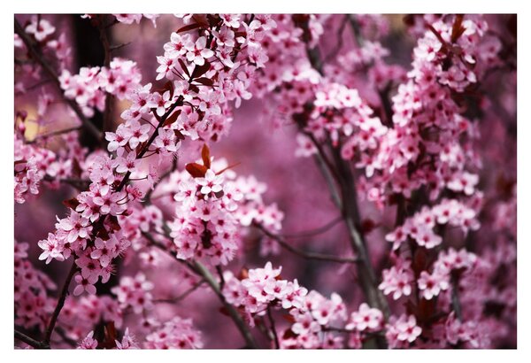Obraz - Ružová sakura (90x60 cm)