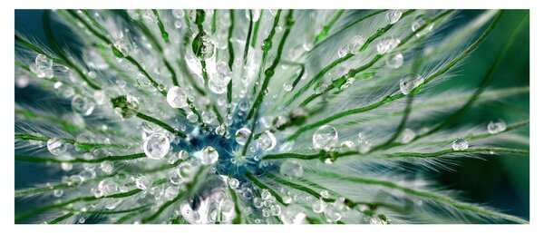 Obraz - Makro snímka kvetu (120x50 cm)