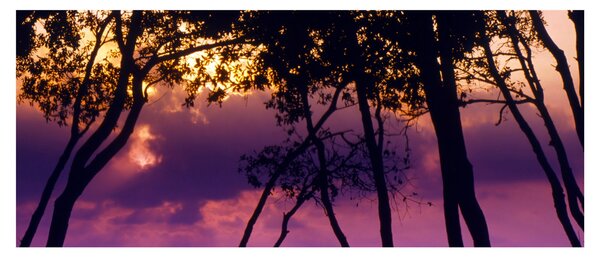 Obraz - Stromy pri západe slnka (120x50 cm)