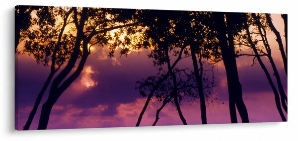 Obraz - Stromy pri západe slnka (120x50 cm)