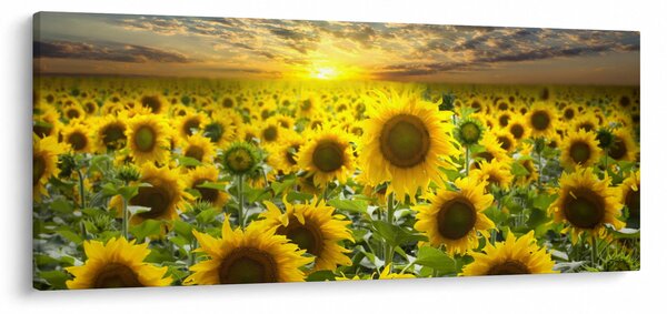 Obraz - Slnečnica pri západe slnka (120x50 cm)