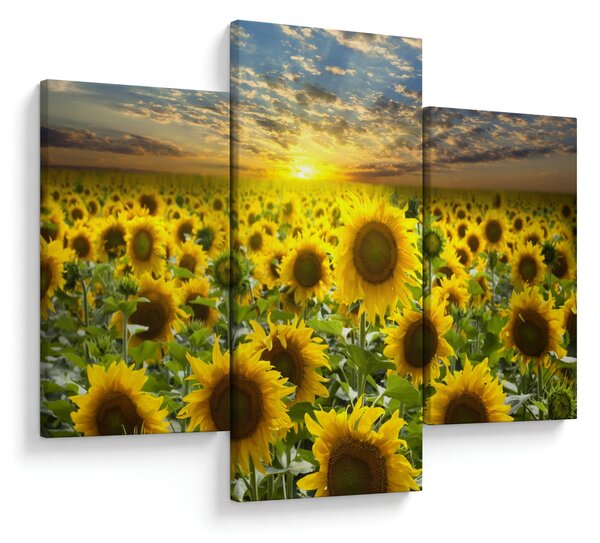 Obraz - Slnečnica pri západe slnka (90x60 cm)
