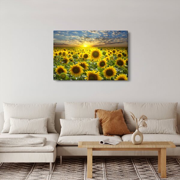 Obraz - Slnečnica pri západe slnka (90x60 cm)