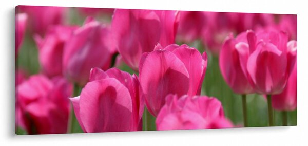 Obraz - Ružové tulipány (120x50 cm)