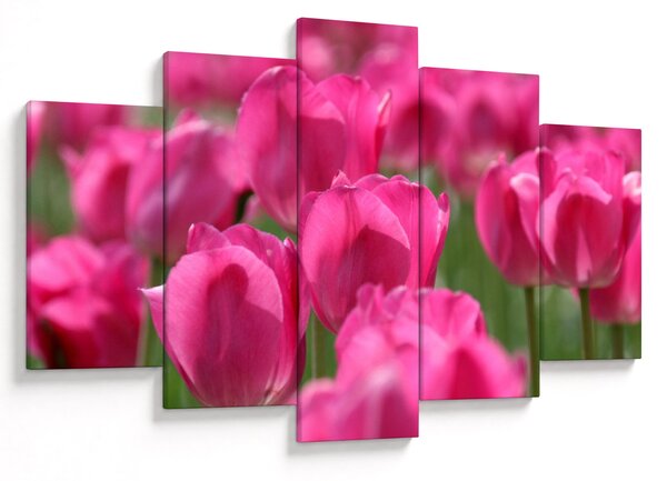 Obraz - Ružové tulipány (150x105 cm)