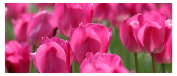 Obraz - Ružové tulipány (120x50 cm)