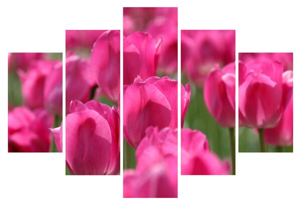 Obraz - Ružové tulipány (150x105 cm)