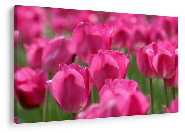 Obraz - Ružové tulipány (90x60 cm)