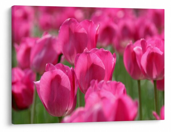 Obraz - Ružové tulipány (70x50 cm)