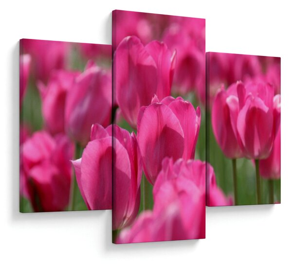 Obraz - Ružové tulipány (90x60 cm)