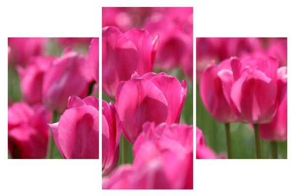 Obraz - Ružové tulipány (90x60 cm)