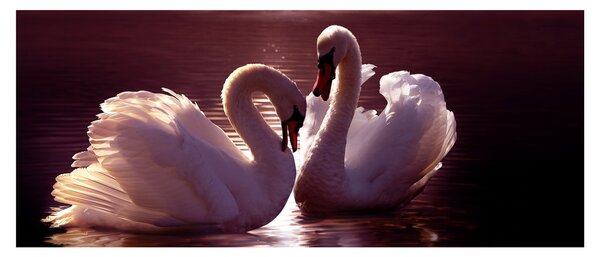 Obraz - Labute na jazere (120x50 cm)
