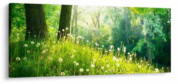 Obraz - Magická lúka plná púpav (120x50 cm)