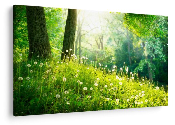 Obraz - Magická lúka plná púpav (90x60 cm)