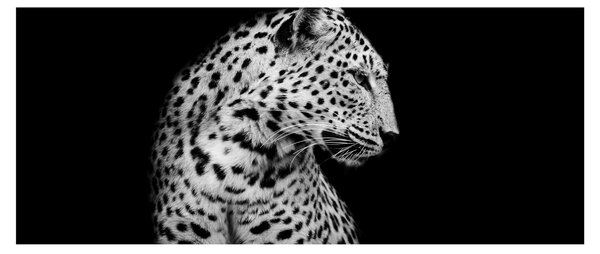 Obraz - Leopard (120x50 cm)