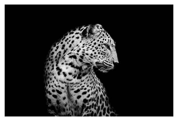 Obraz - Leopard (90x60 cm)