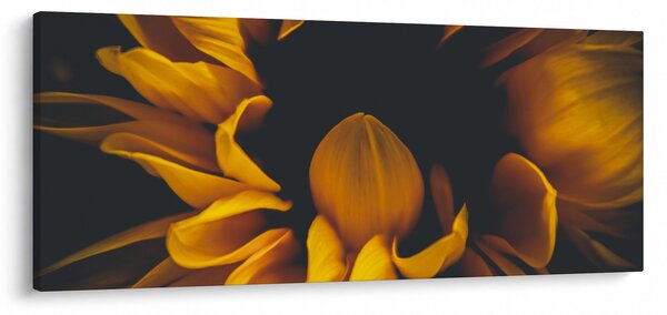 Obraz - Slnečnica v čiernom pozadí (120x50 cm)