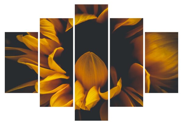 Obraz - Slnečnica v čiernom pozadí (150x105 cm)
