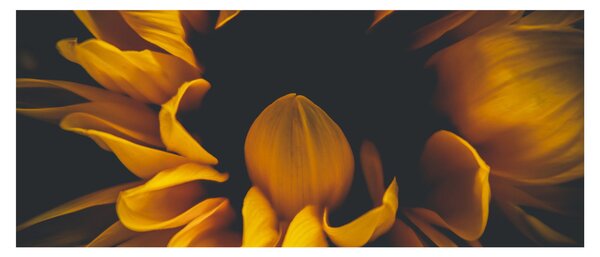Obraz - Slnečnica v čiernom pozadí (120x50 cm)