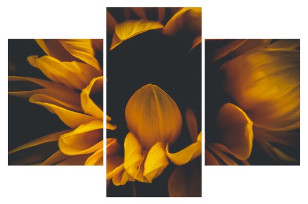 Obraz - Slnečnica v čiernom pozadí (90x60 cm)