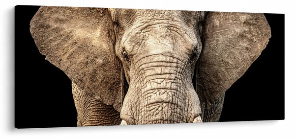 Obraz - Slon africký (120x50 cm)