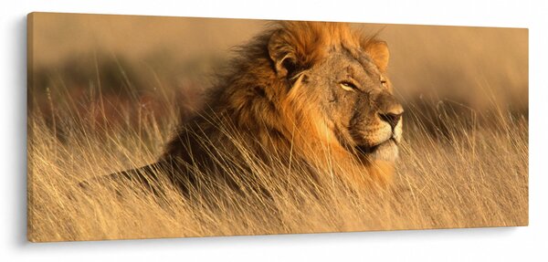 Obraz - Národný park Etosha (120x50 cm)