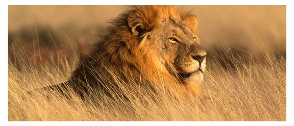 Obraz - Národný park Etosha (120x50 cm)
