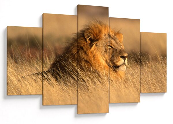 Obraz - Národný park Etosha (150x105 cm)