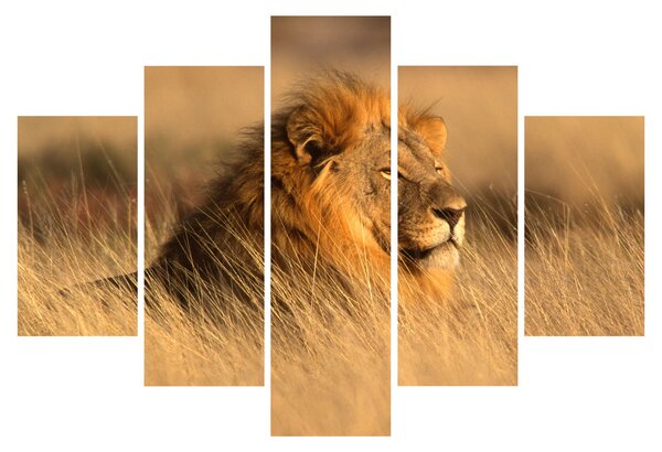 Obraz - Národný park Etosha (150x105 cm)
