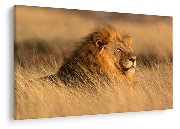 Obraz - Národný park Etosha (90x60 cm)