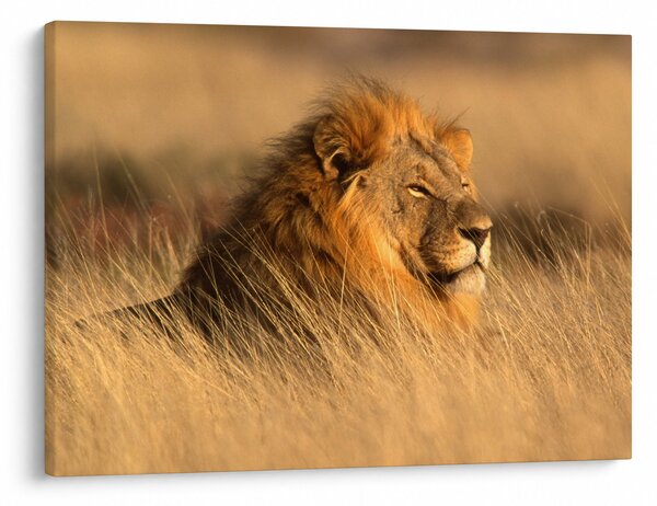 Obraz - Národný park Etosha (70x50 cm)