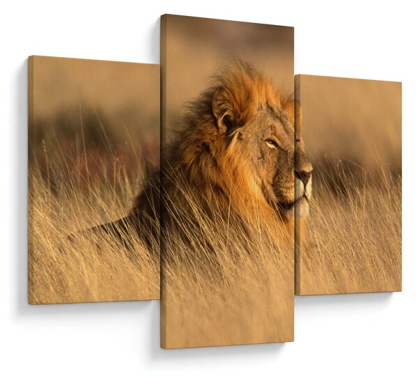 Obraz - Národný park Etosha (90x60 cm)