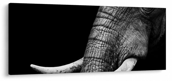 Obraz - Slonie kly (120x50 cm)