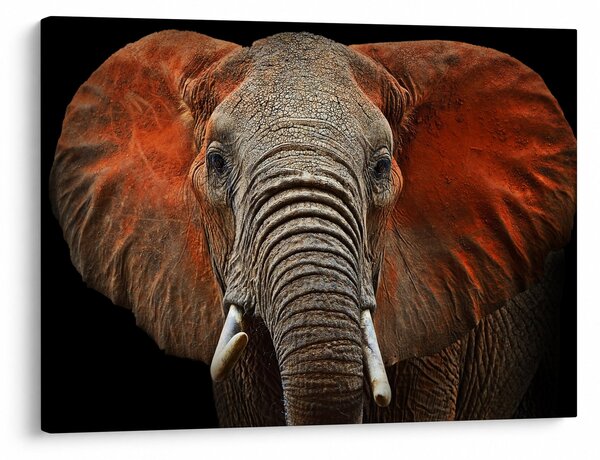 Obraz - Slony z Tsavo (70x50 cm)