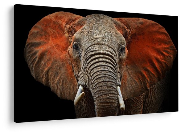Obraz - Slony z Tsavo (90x60 cm)