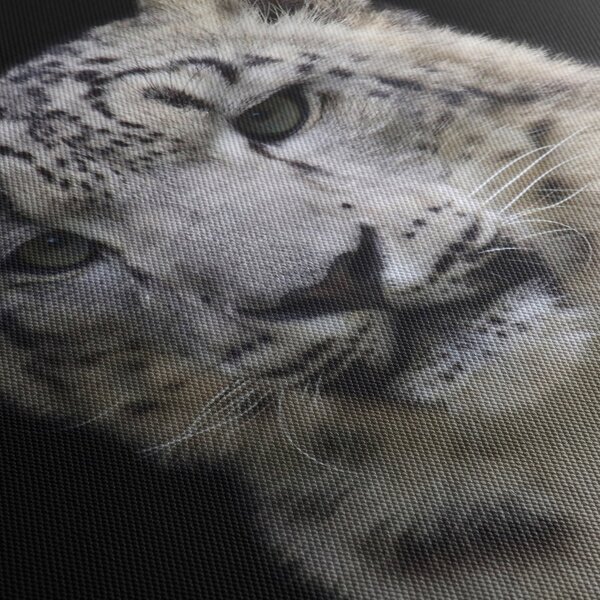 Obraz - Leopard snežný (70x50 cm)