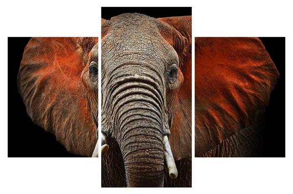 Obraz - Slony z Tsavo (90x60 cm)