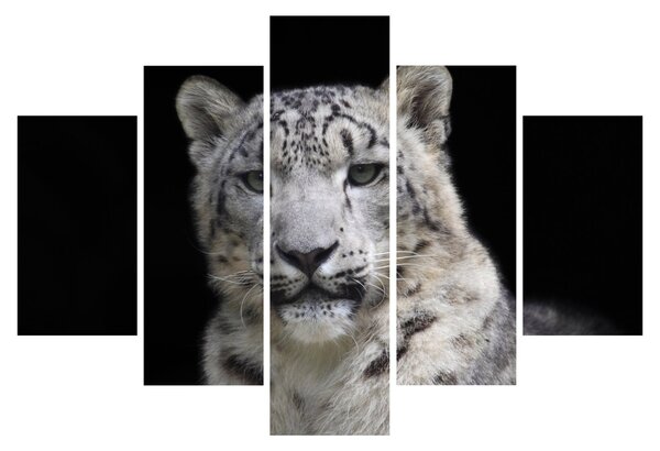 Obraz - Leopard snežný (150x105 cm)
