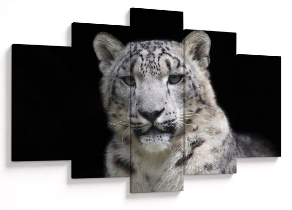 Obraz - Leopard snežný (150x105 cm)