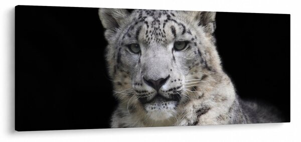 Obraz - Leopard snežný (120x50 cm)