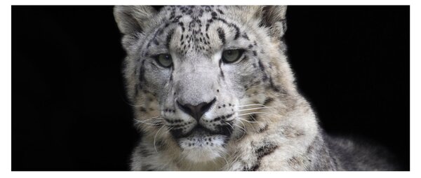 Obraz - Leopard snežný (120x50 cm)