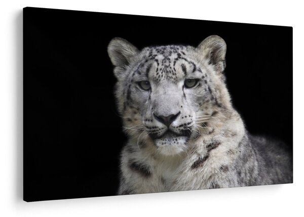 Obraz - Leopard snežný (90x60 cm)
