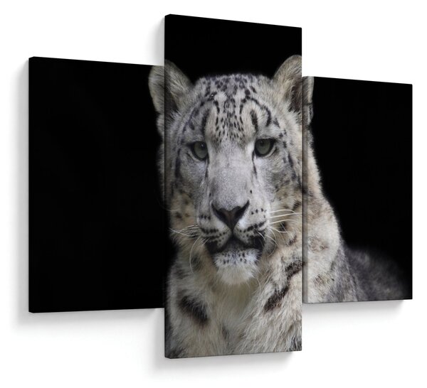 Obraz - Leopard snežný (90x60 cm)