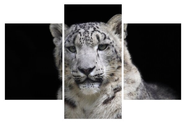Obraz - Leopard snežný (90x60 cm)
