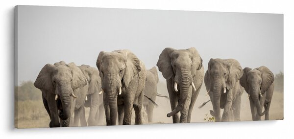 Obraz - Slonie stádo (120x50 cm)