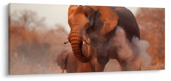 Obraz - Veľký slon africký (120x50 cm)