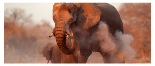 Obraz - Veľký slon africký (120x50 cm)