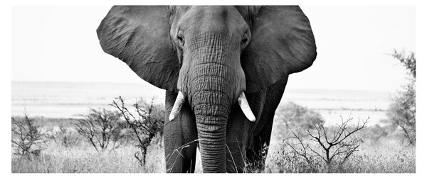 Obraz - Slon africký II. (120x50 cm)