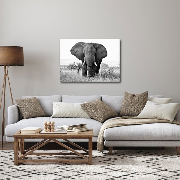 Obraz - Slon africký II. (70x50 cm)